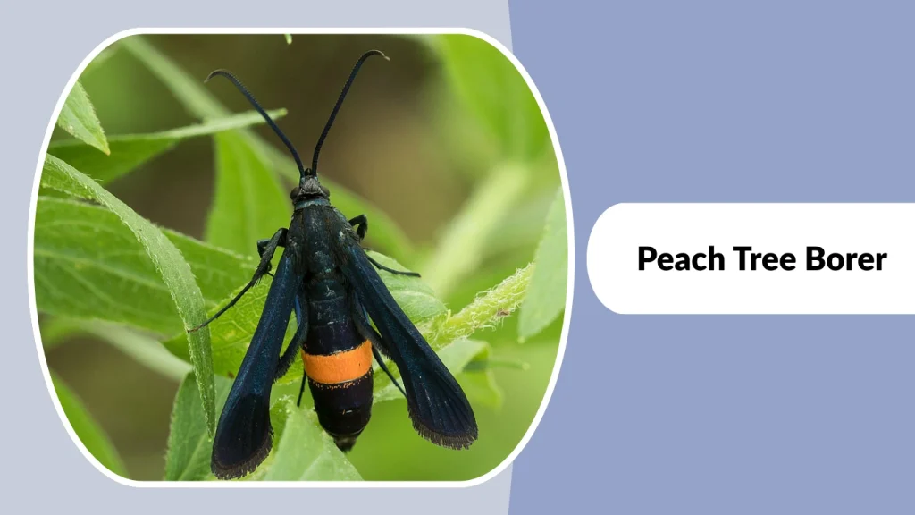 Peach Tree Borer