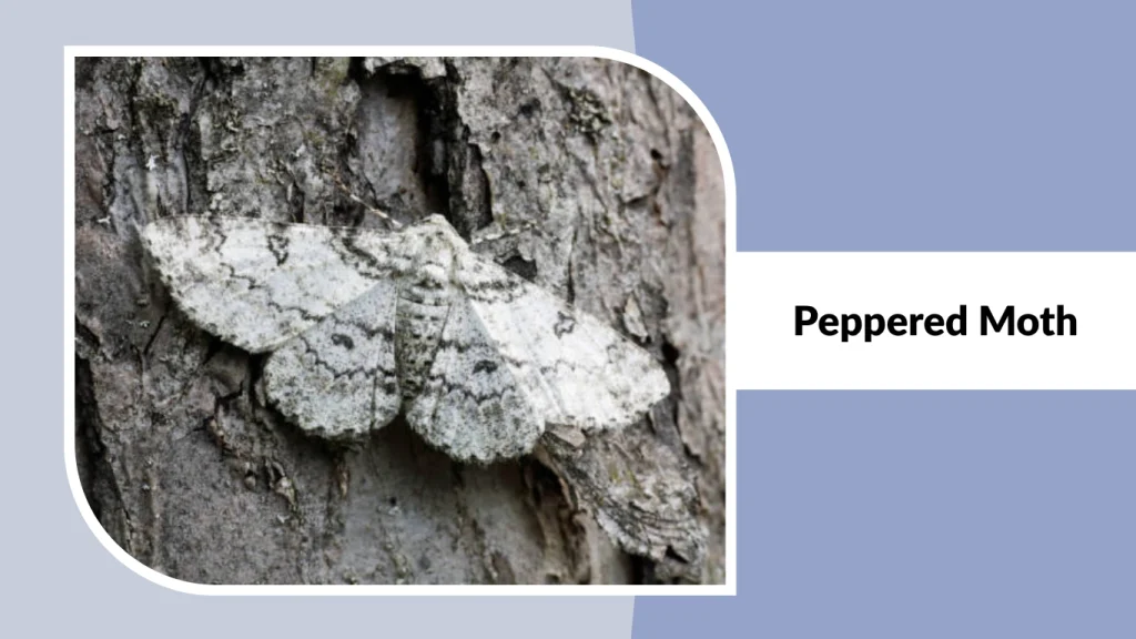 Peppered Moth