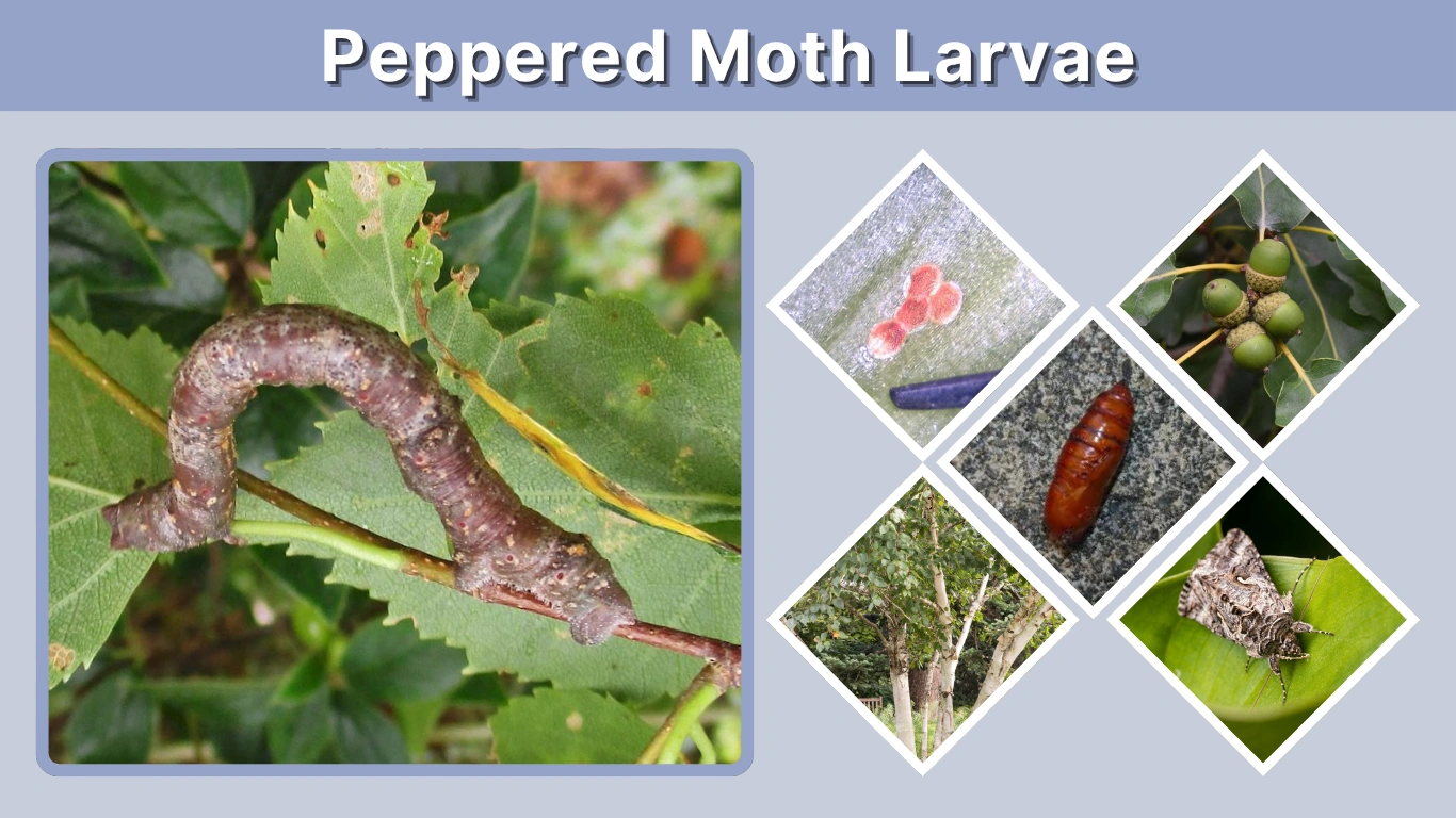 Peppered Moth Larvae: Diet, Behavior, and Adaptation