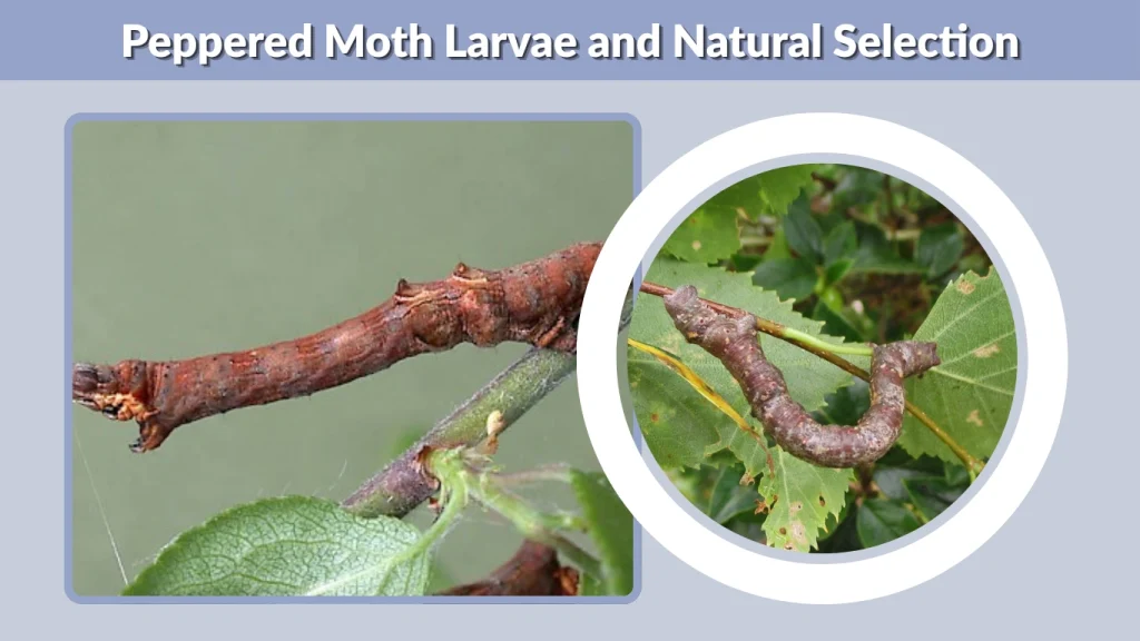 Peppered Moth Larvae and Natural Selection