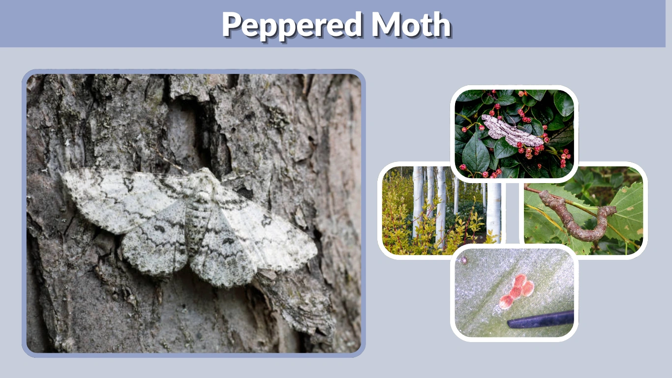 Peppered Moth - Occurrence, Habitat, Food, Life Cycle, Pictures