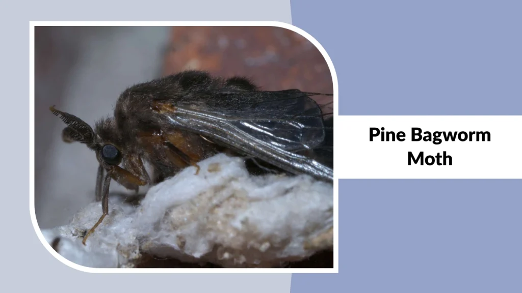 Pine Bagworm Moth