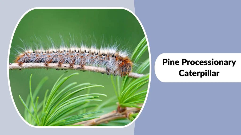 Pine Processionary Caterpillar