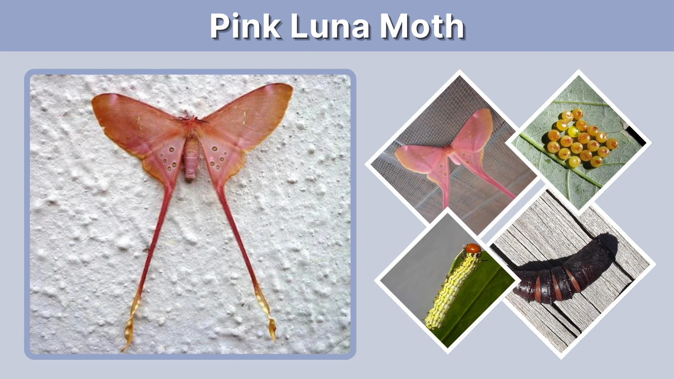 Pink Luna Moth Colors, Life Cycle, Caterpillar & Facts