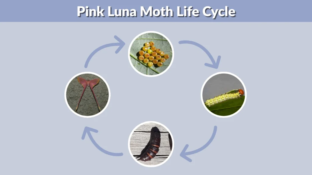 Pink Luna Moth Life Cycle