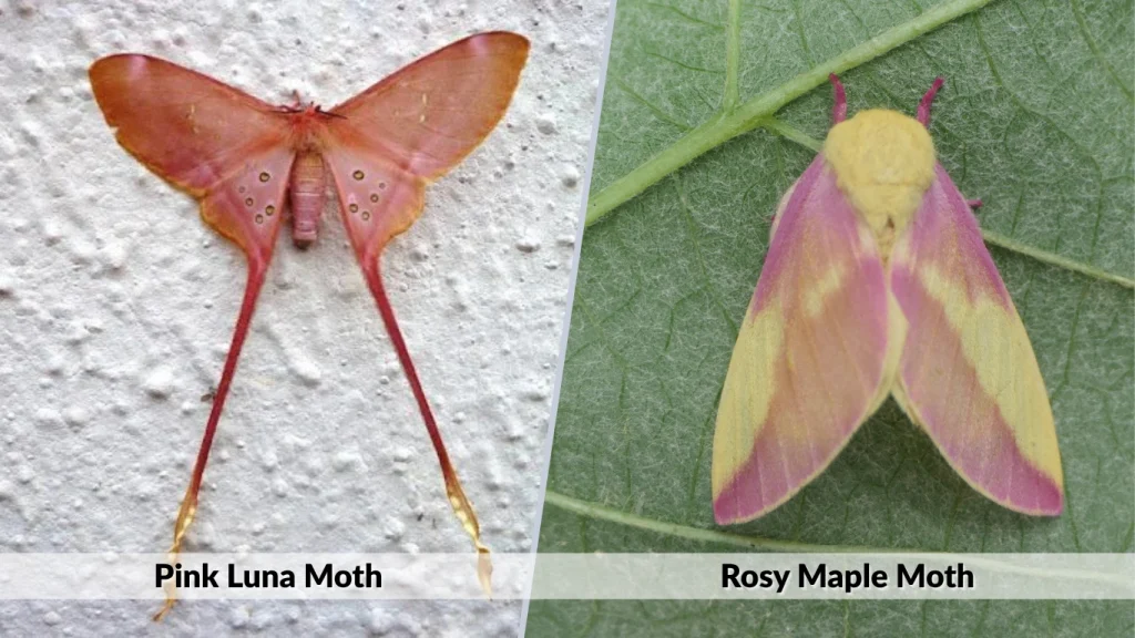 Pink Luna Moth vs Rosy Maple Moth