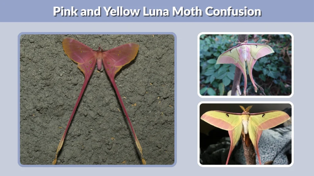 Pink and Yellow Luna Moth Confusion