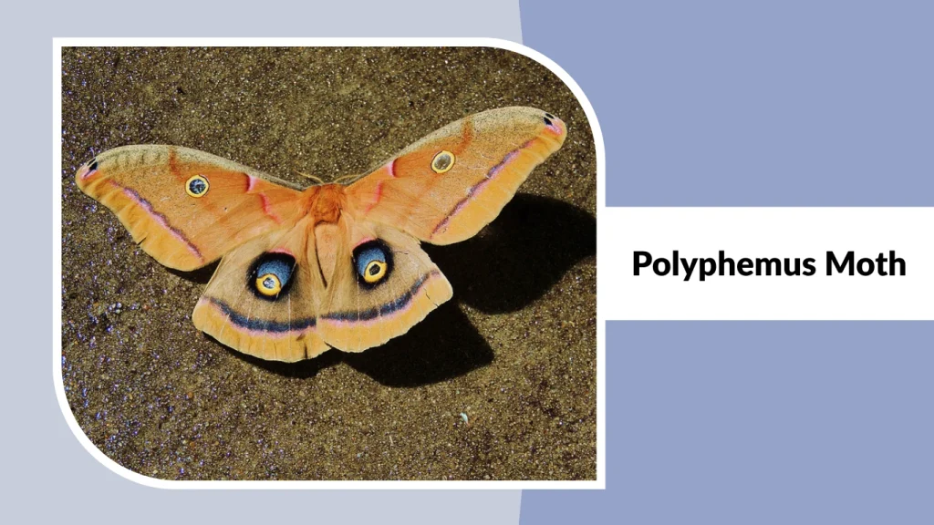 Polyphemus Moth