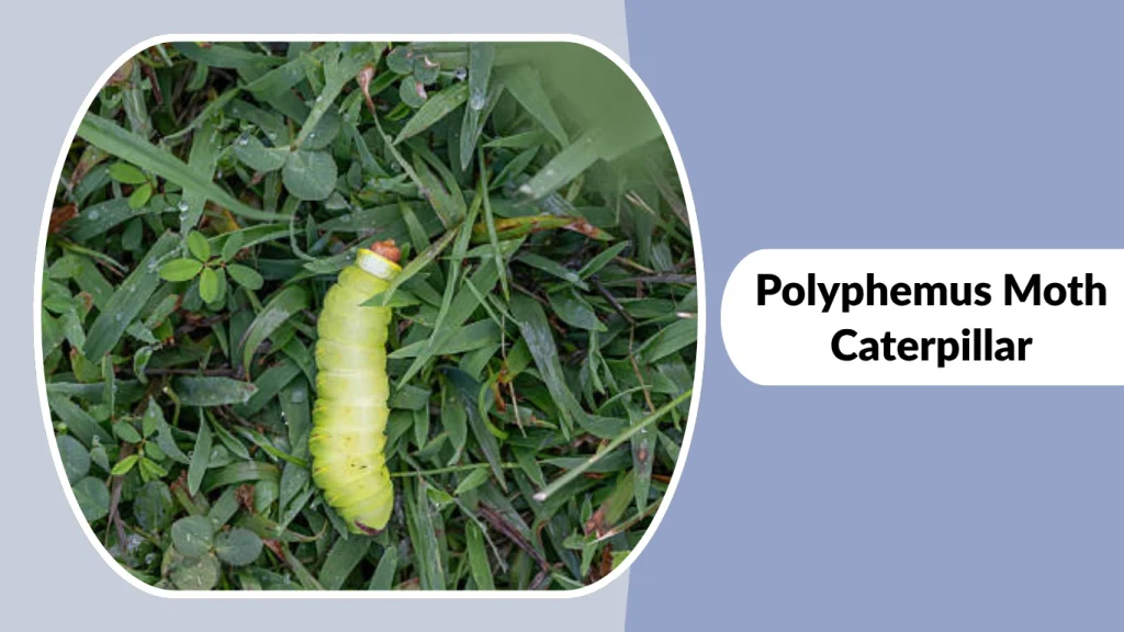 Polyphemus Moth Caterpillar