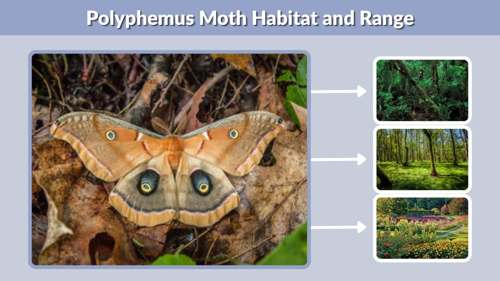 Polyphemus Moth Habitat and Range