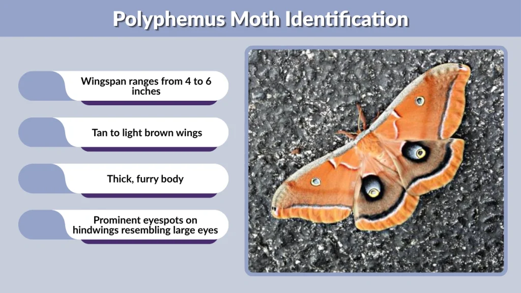 Polyphemus Moth Identification