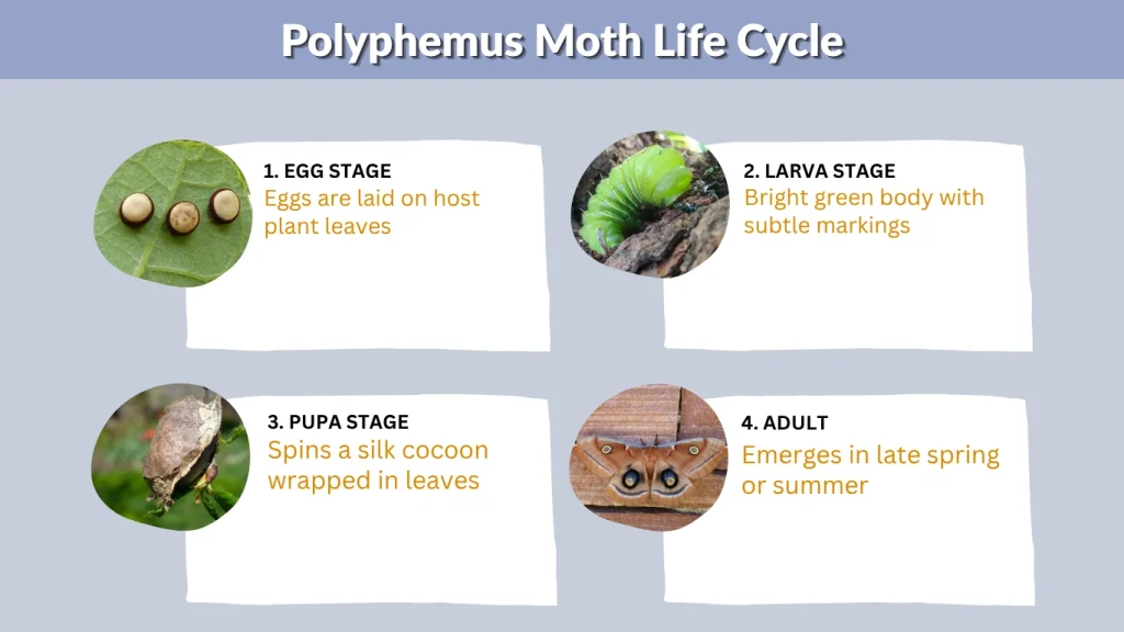Polyphemus Moth Life Cycle
