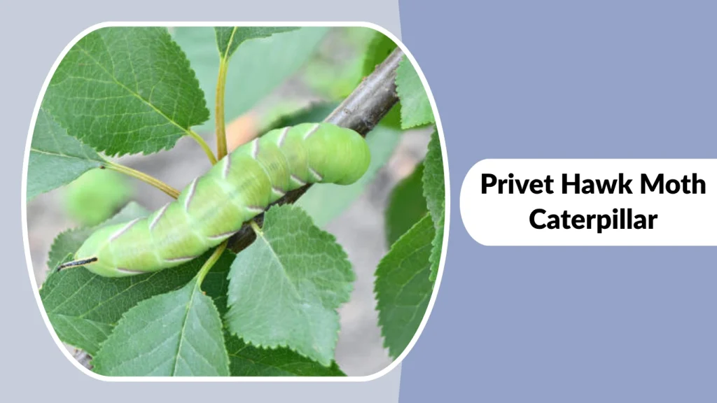 Privet Hawk Moth Caterpillar