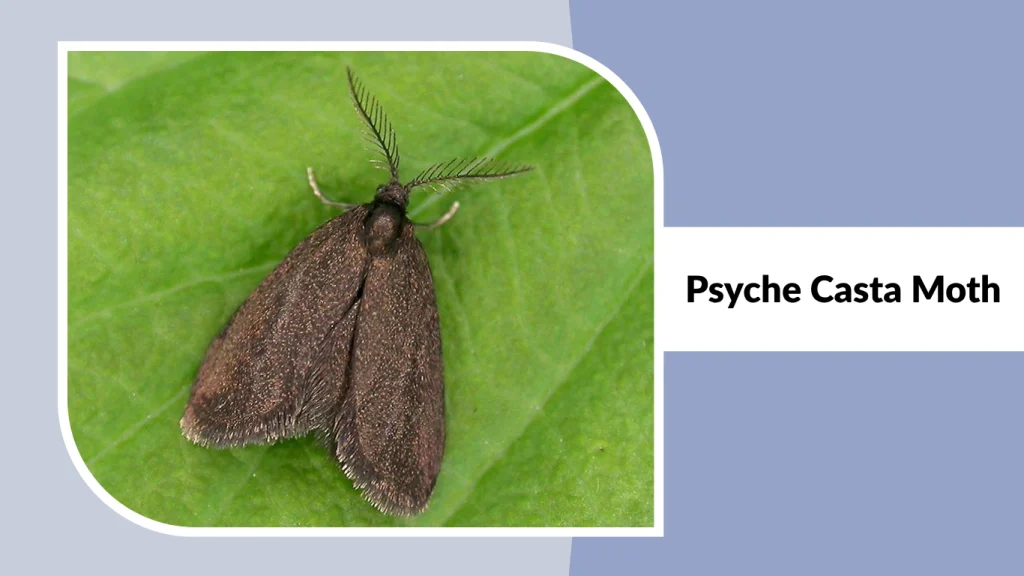 Psyche Casta Moth