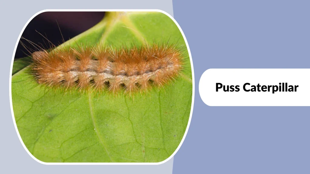 Puss Caterpillar
