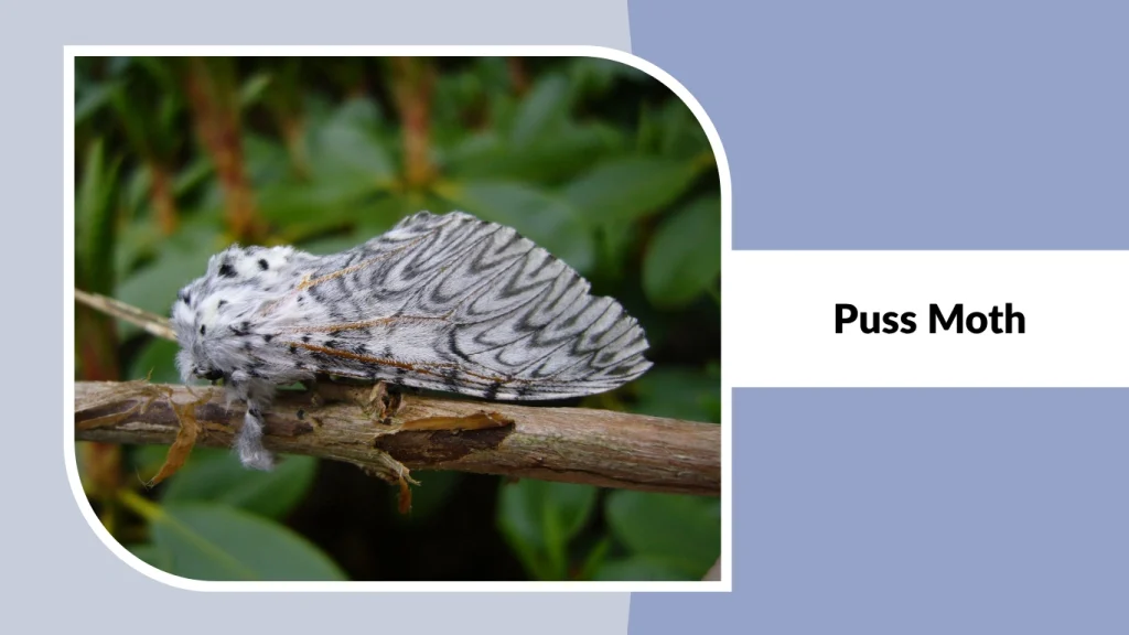 Puss Moth