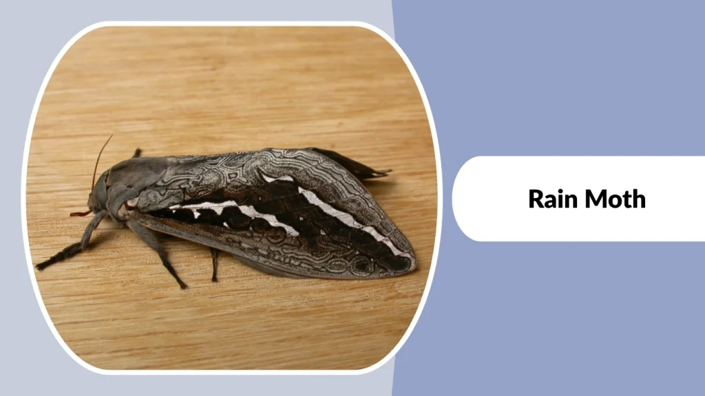 Rain Moth