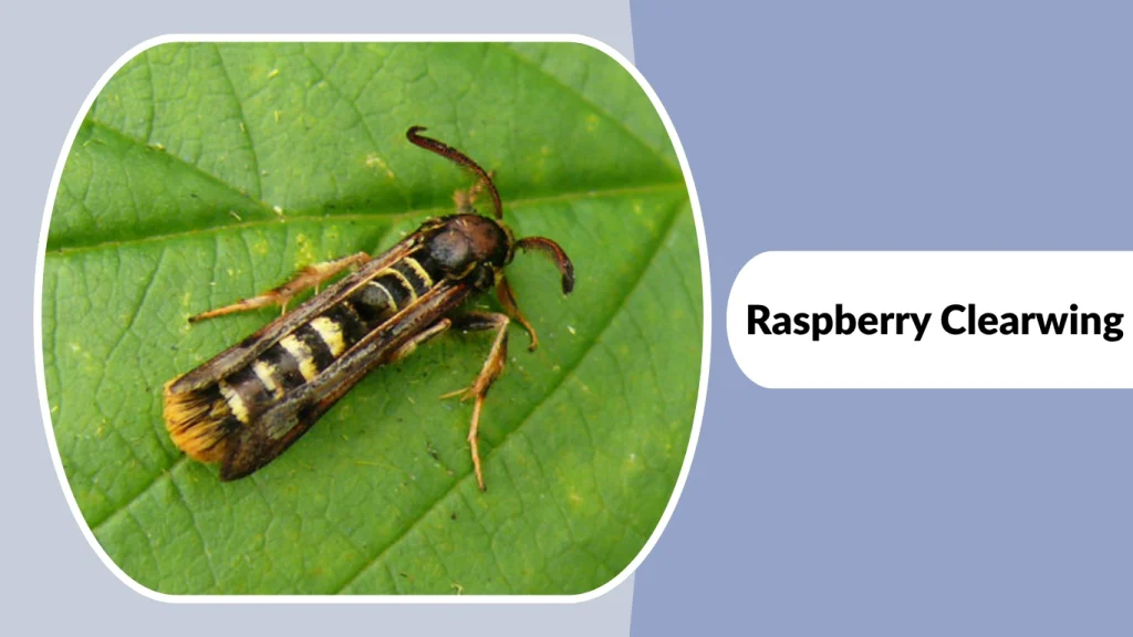 Raspberry Clearwing
