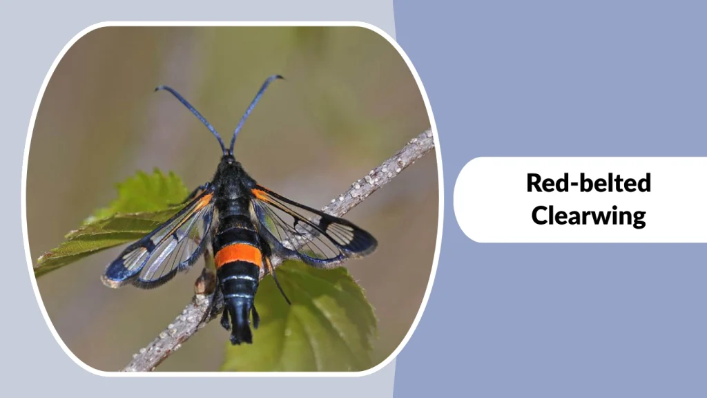 Red-belted Clearwing