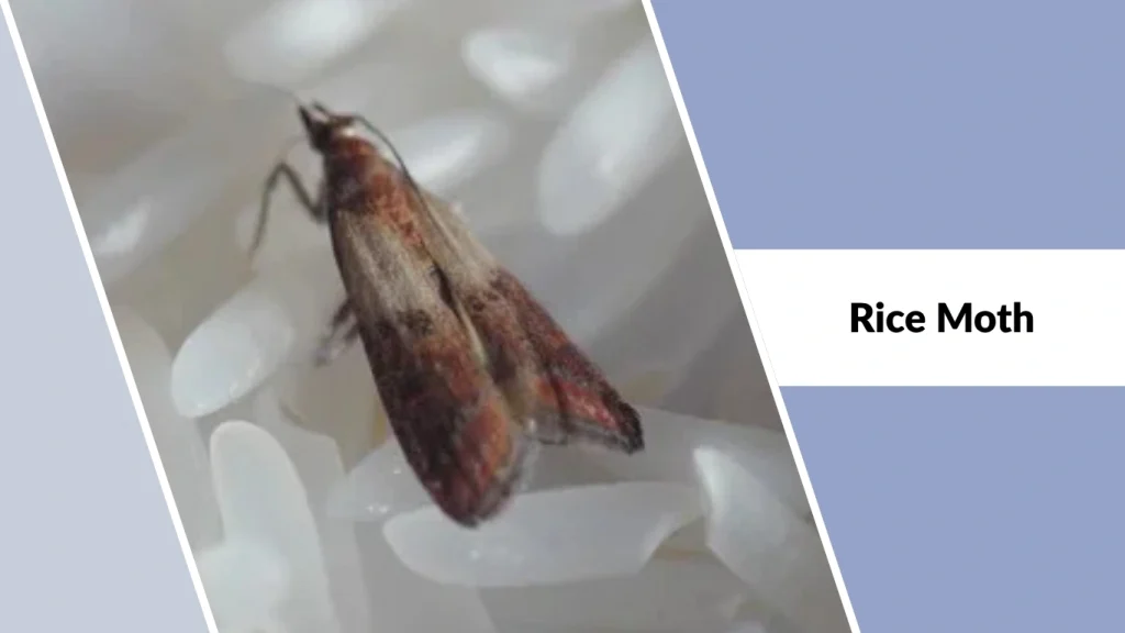 Rice Moth