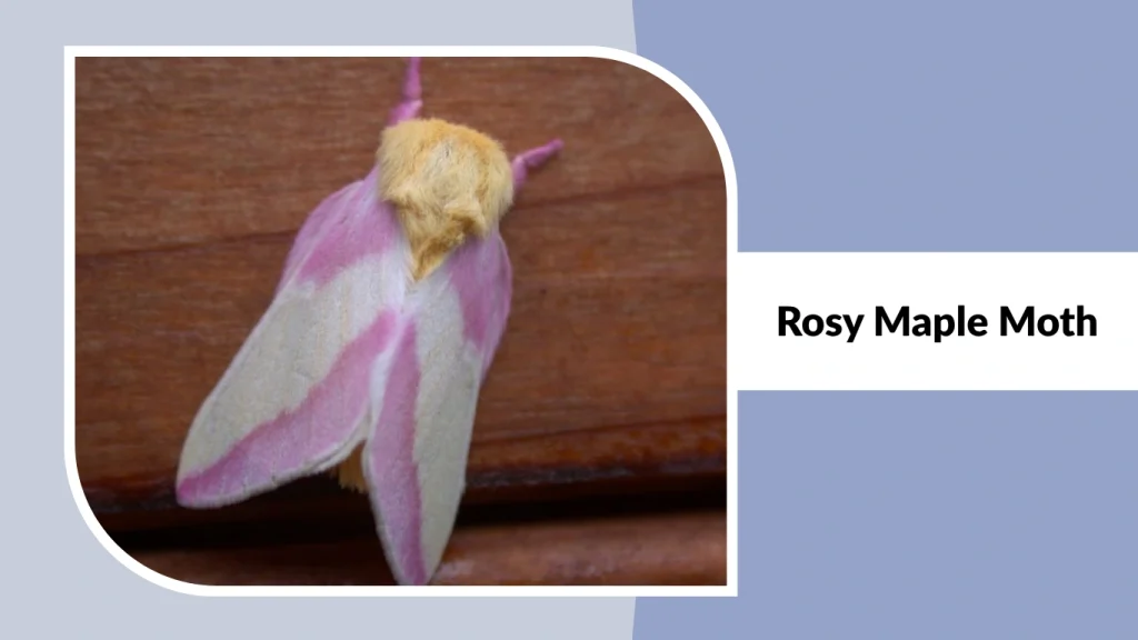 Rosy Maple Moth