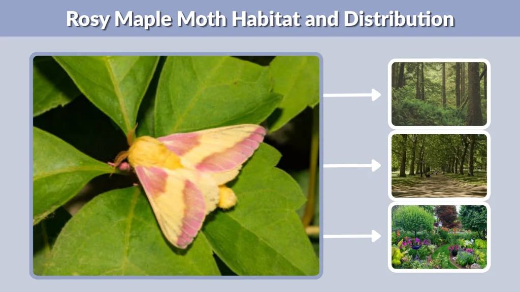Rosy Maple Moth Habitat and Distribution