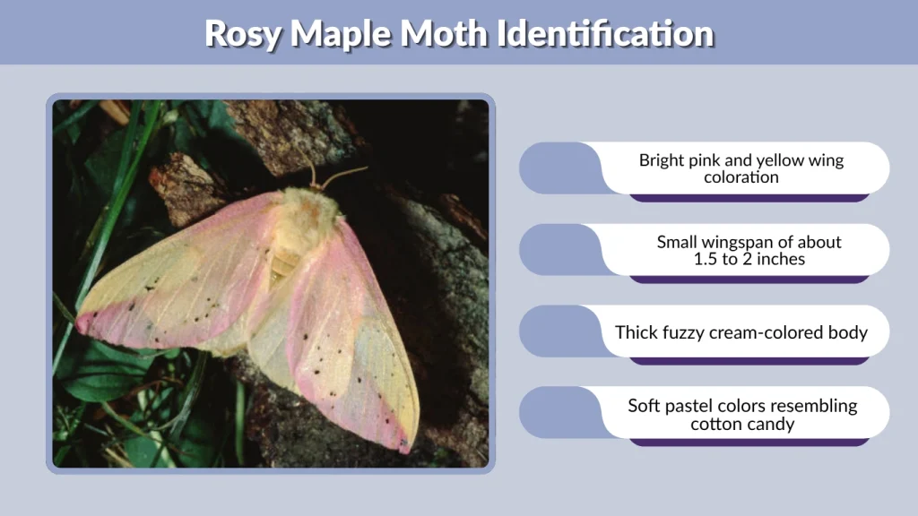 Rosy Maple Moth Identification