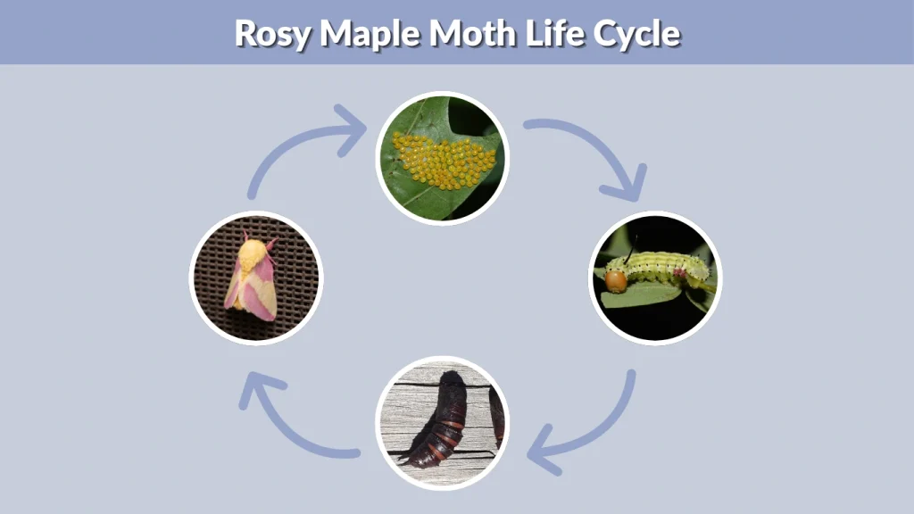 Rosy Maple Moth Life Cycle