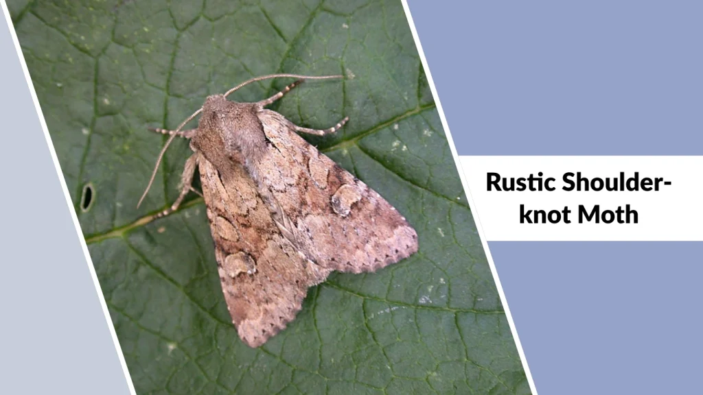Rustic Shoulder-knot Moth