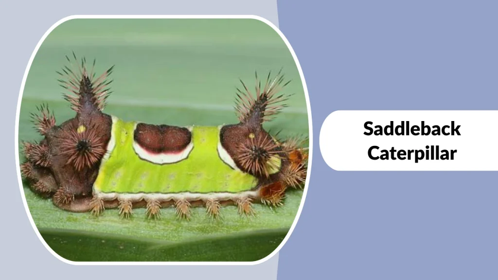 Saddleback Caterpillar