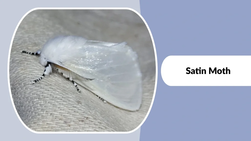 Satin Moth