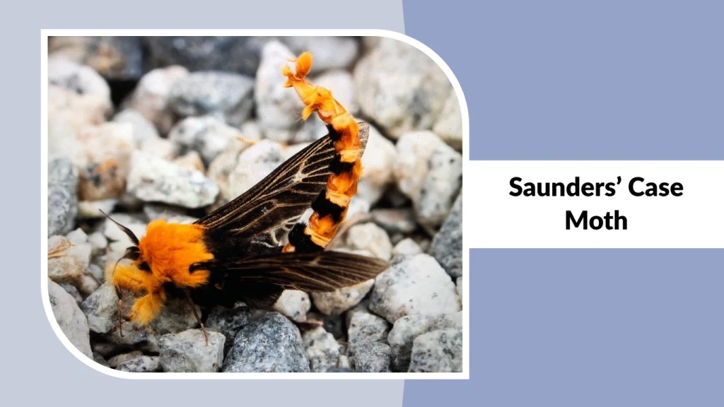 Saunders’ Case Moth
