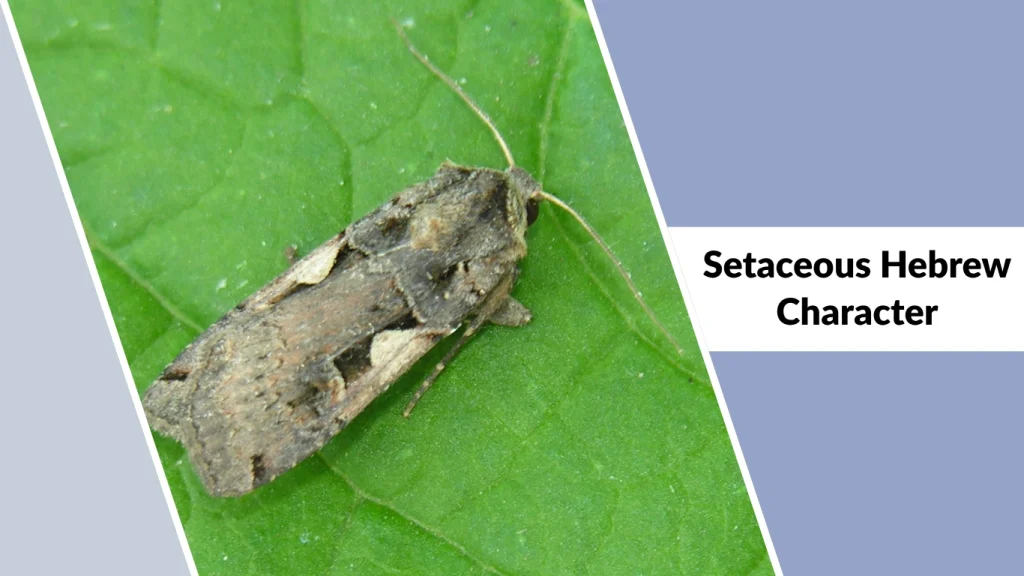 Setaceous Hebrew Character