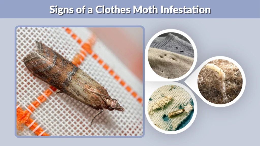 Signs of a Clothes Moth Infestation