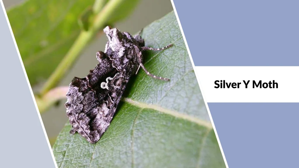 Silver Y Moth