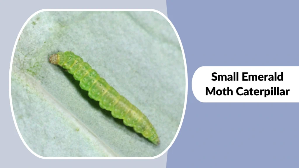 Small Emerald Moth Caterpillar