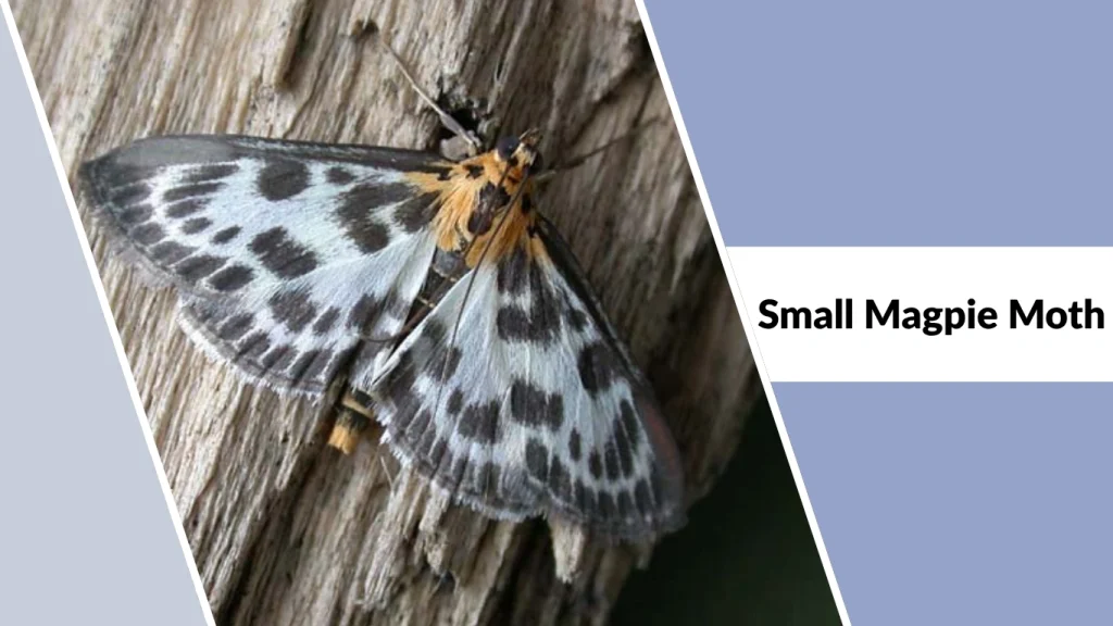 Small Magpie Moth