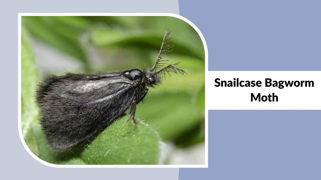 Snailcase Bagworm Moth