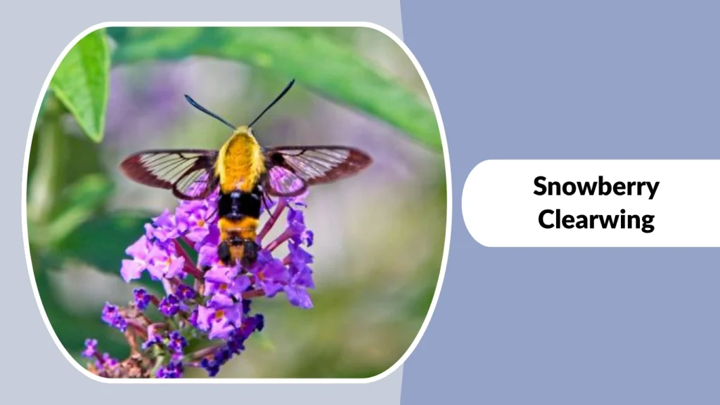 Snowberry Clearwing