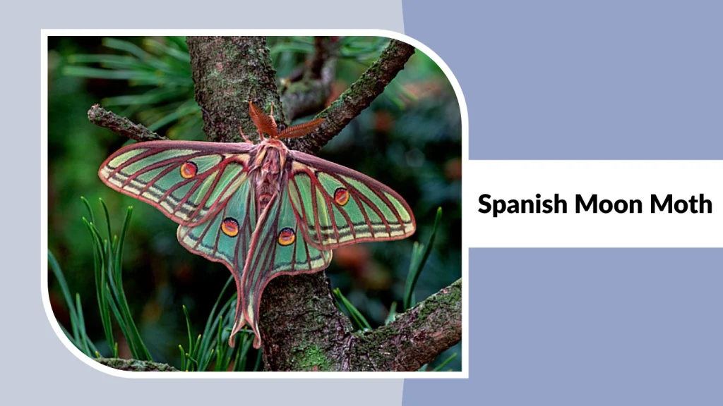 Spanish Moon Moth