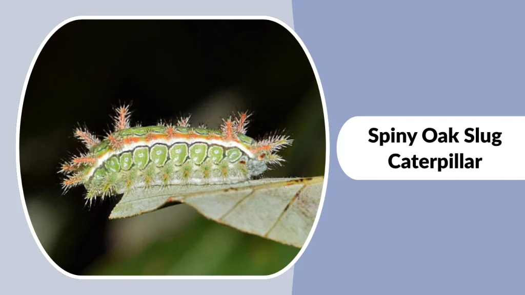 Spiny Oak Slug Caterpillar