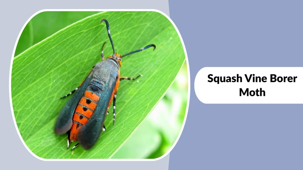 Squash Vine Borer Moth