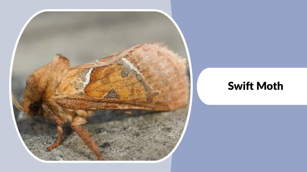 Swift Moth