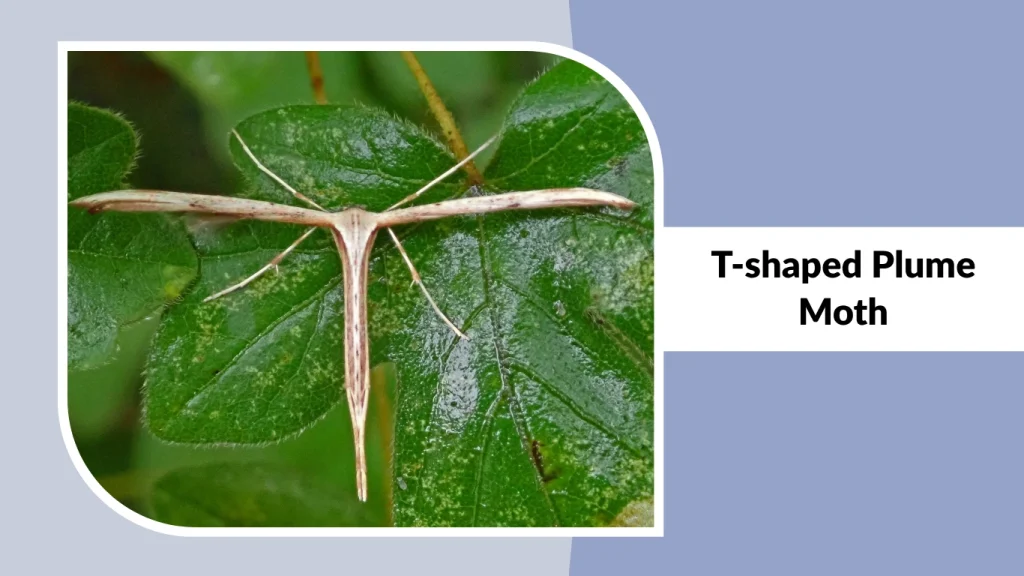 T-shaped Plume Moth