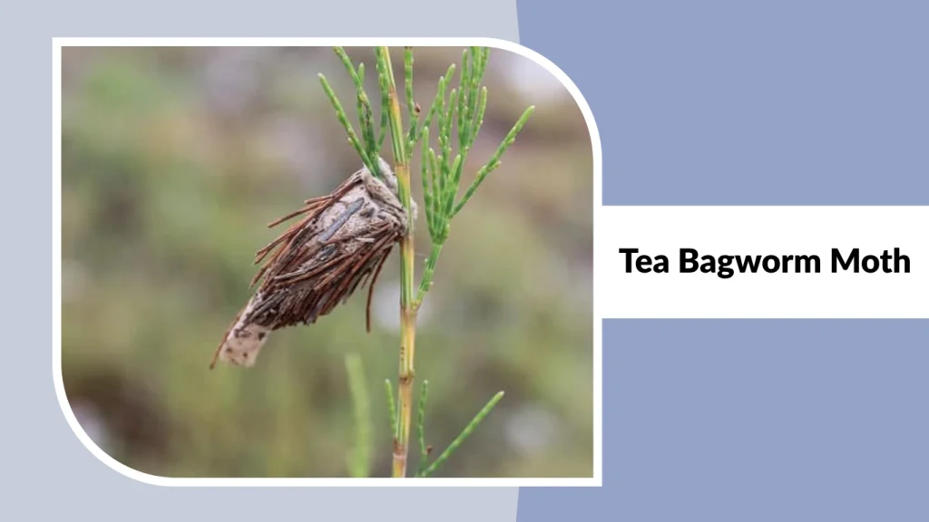Tea Bagworm Moth