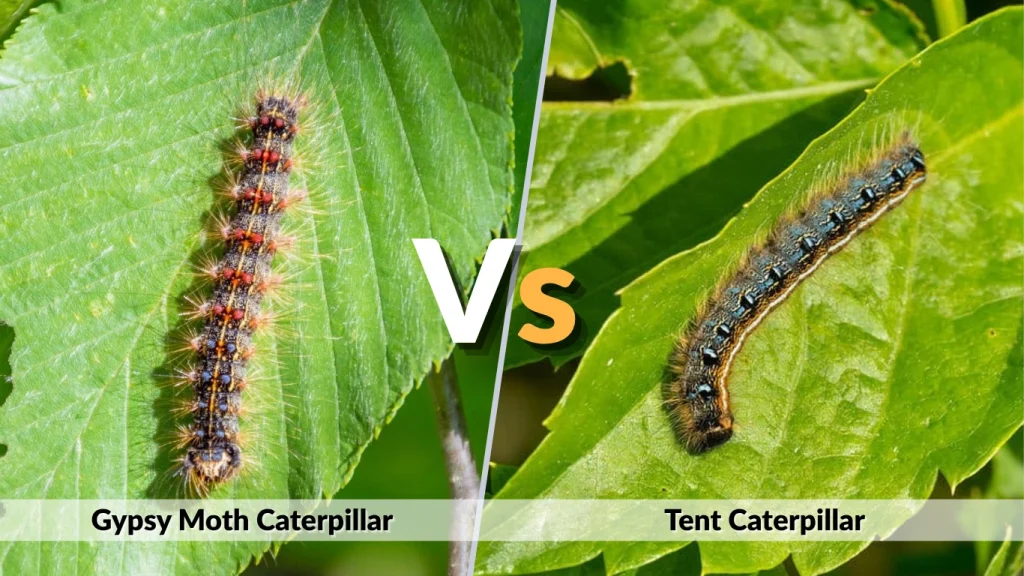 Tent Caterpillar