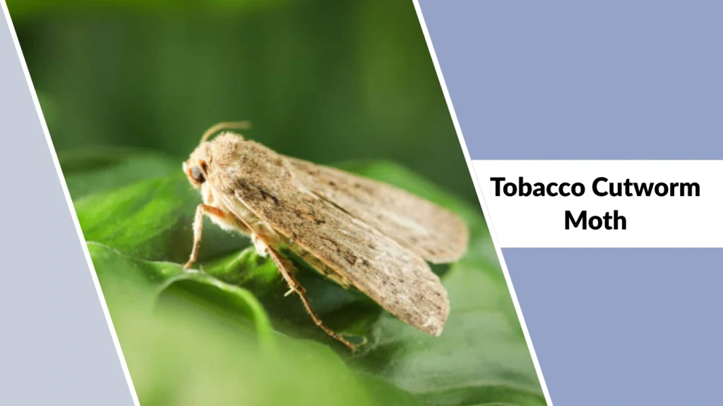 Tobacco Cutworm Moth