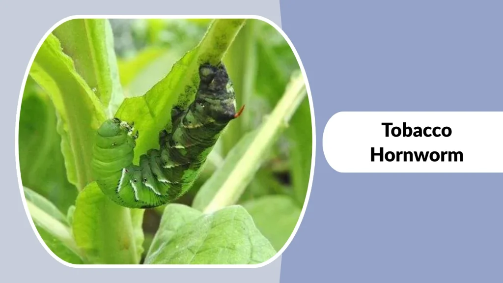 Tobacco Hornworm