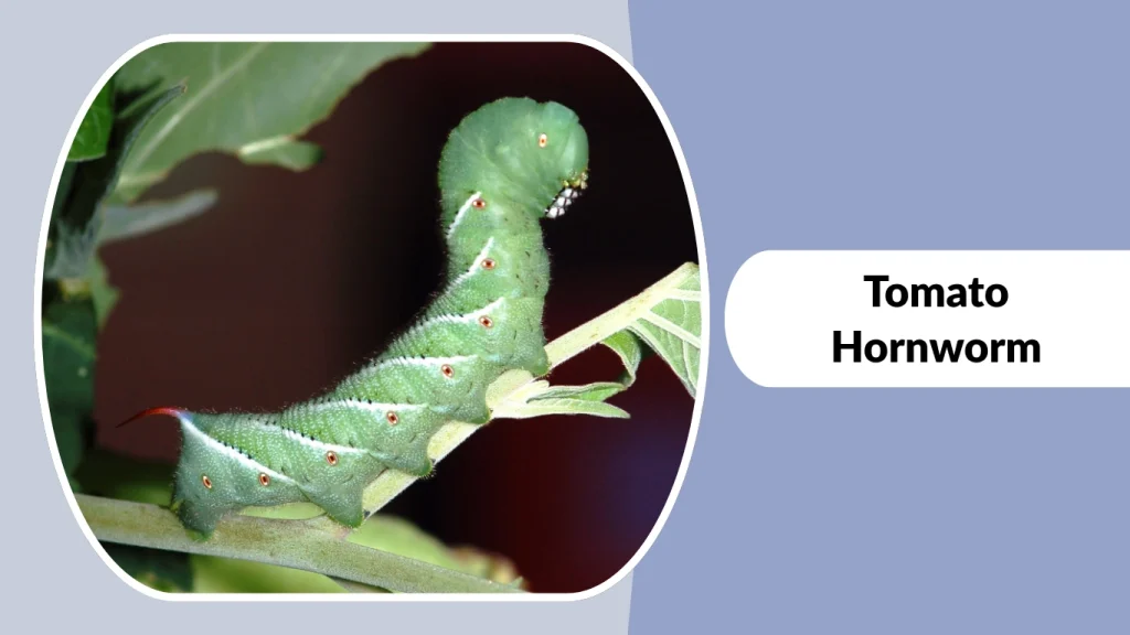Tomato Hornworm