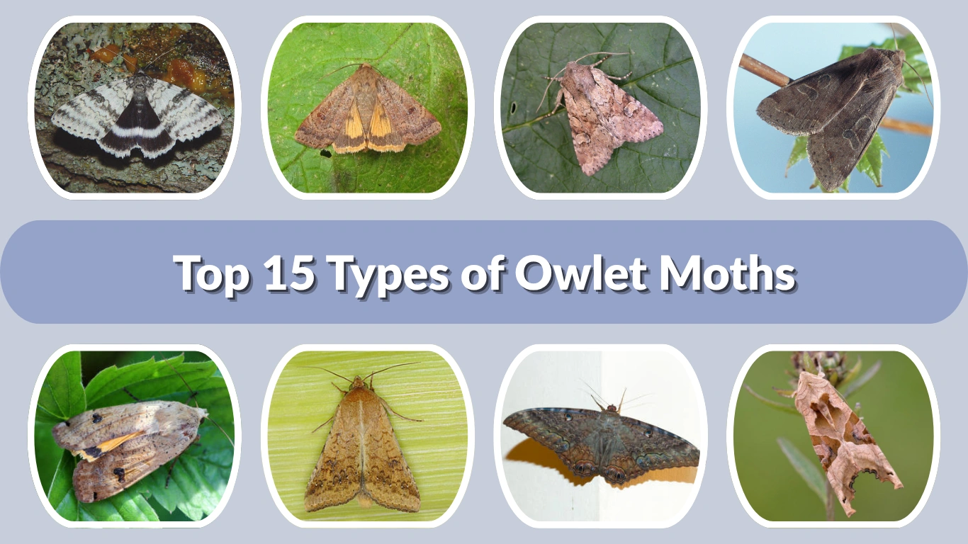 Top 15 Types of Owlet Moths: Identification with Pictures